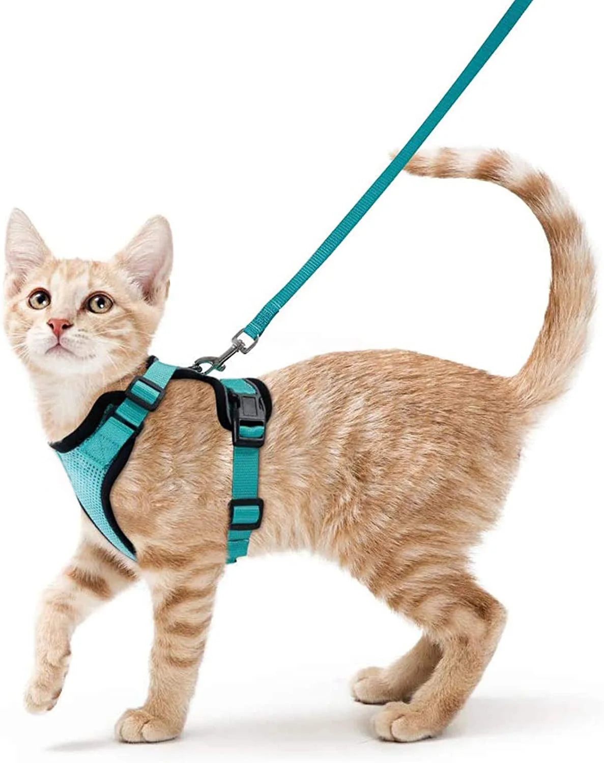 Orange tabby cat wearing teal escape-proof harness with matching leash for outdoor walking