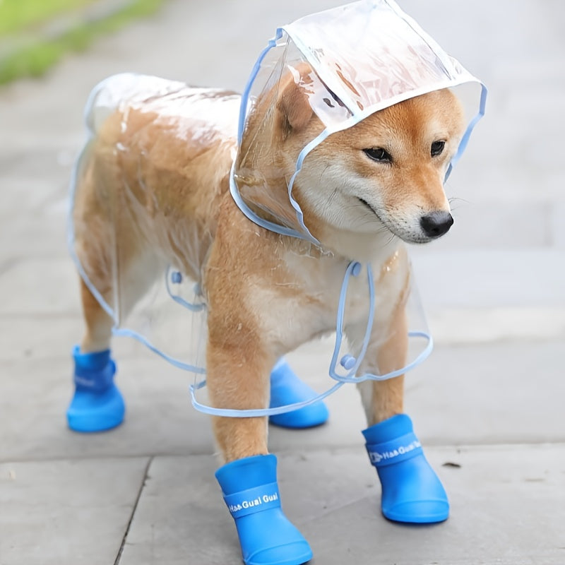 Small white dog in transparent raincoat and waterproof blue shoes – outdoor pet outfit
