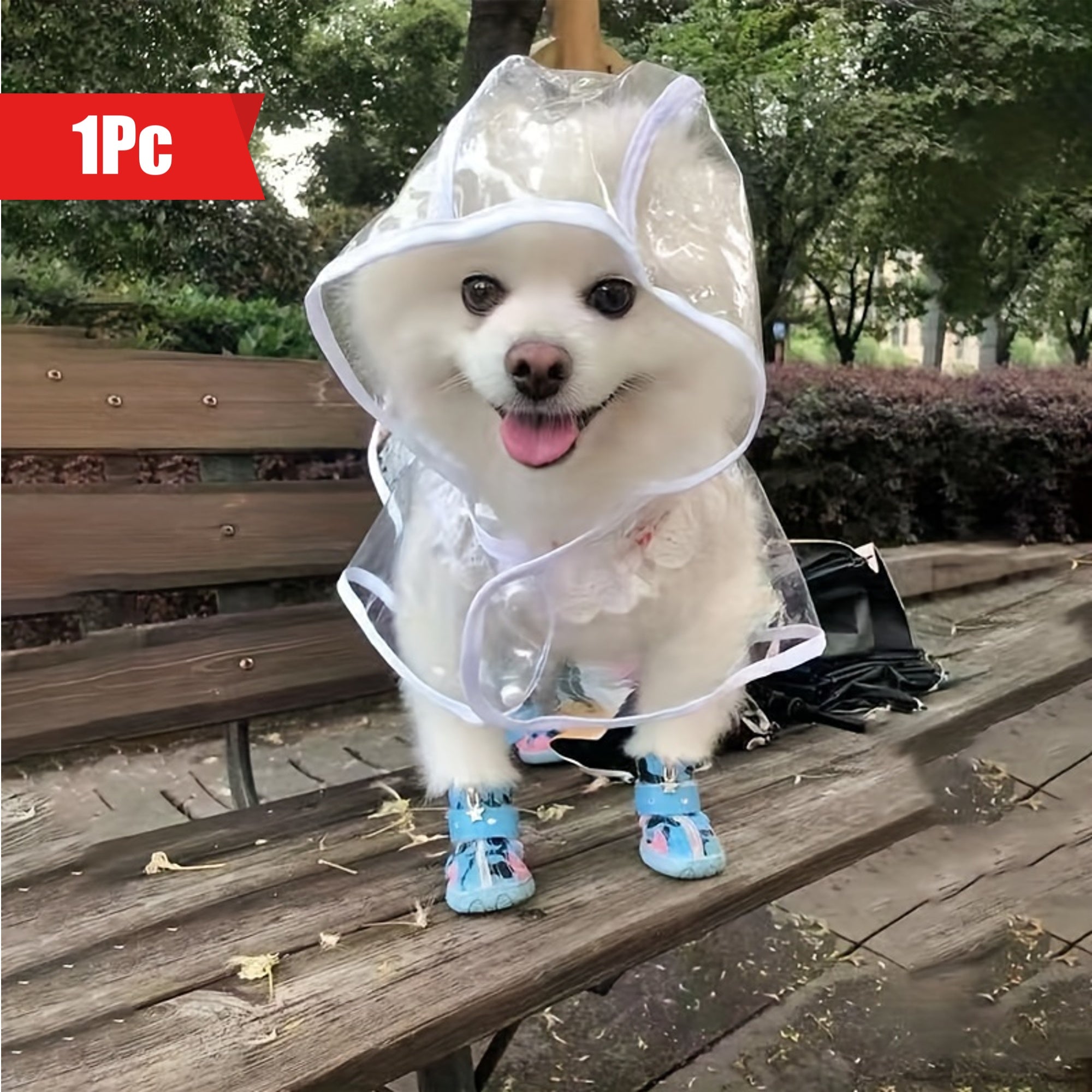 Small white dog in transparent raincoat and waterproof blue shoes – outdoor pet outfit
