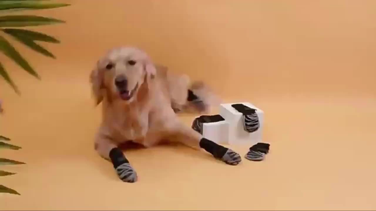 Protect Your Pet's Paws With These Non-Slip Outdoor Socks - 4pcs For Dog & Cat!